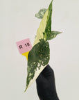Alocasia 'Simpo'  Variegata- Bare Bottom Baby - SALE