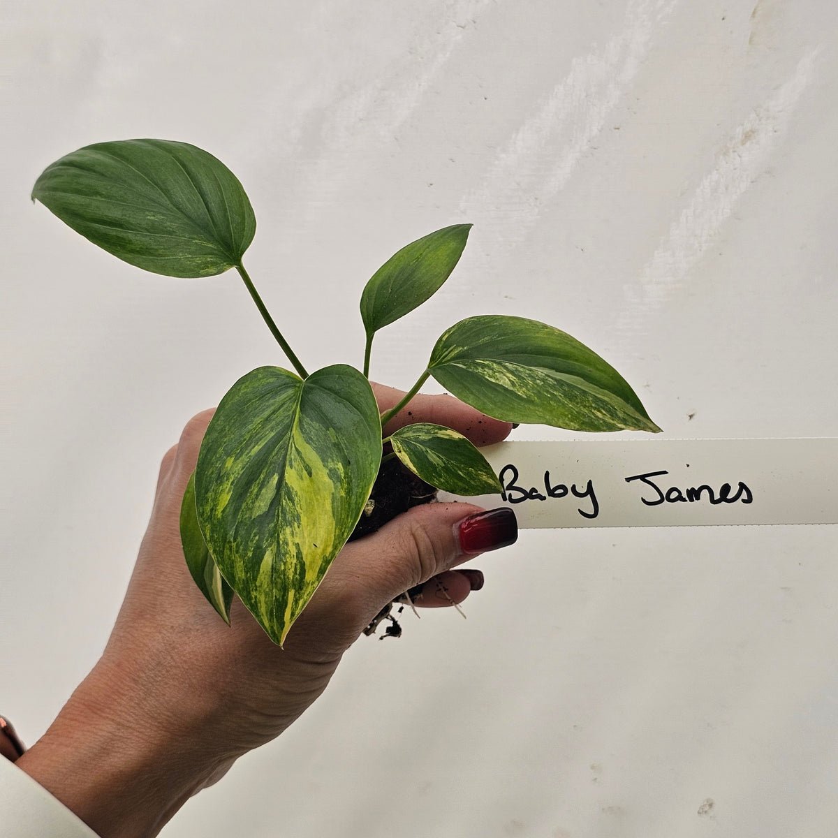 Homalomena rubescens Variegata - Bare Bottom Baby