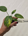 Homalomena rubescens Variegata - Bare Bottom Baby