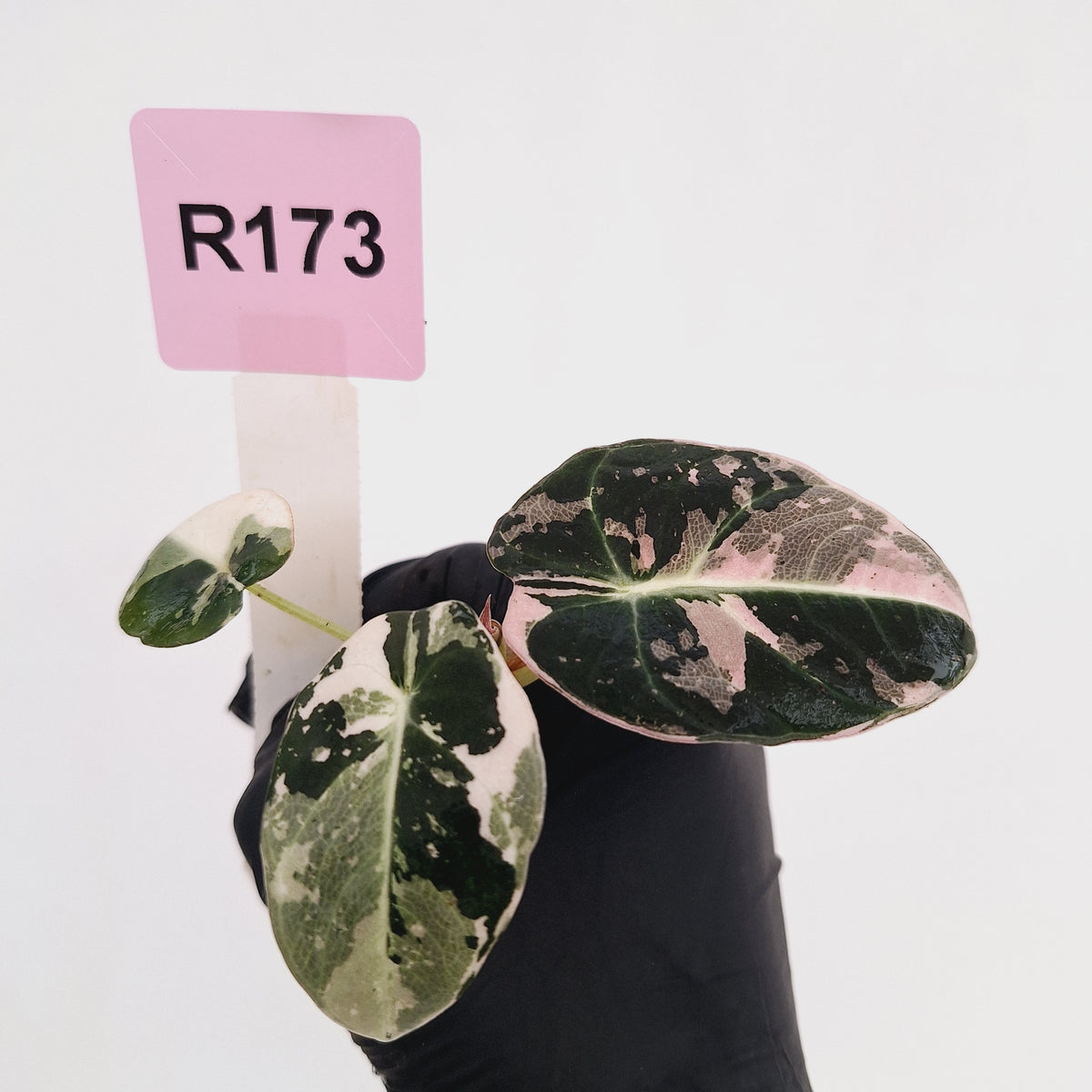Alocasia reginula 'Black Velvet variegata' - Bare Bottom Baby
