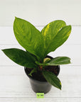 Anthurium jenmanii Variegata
