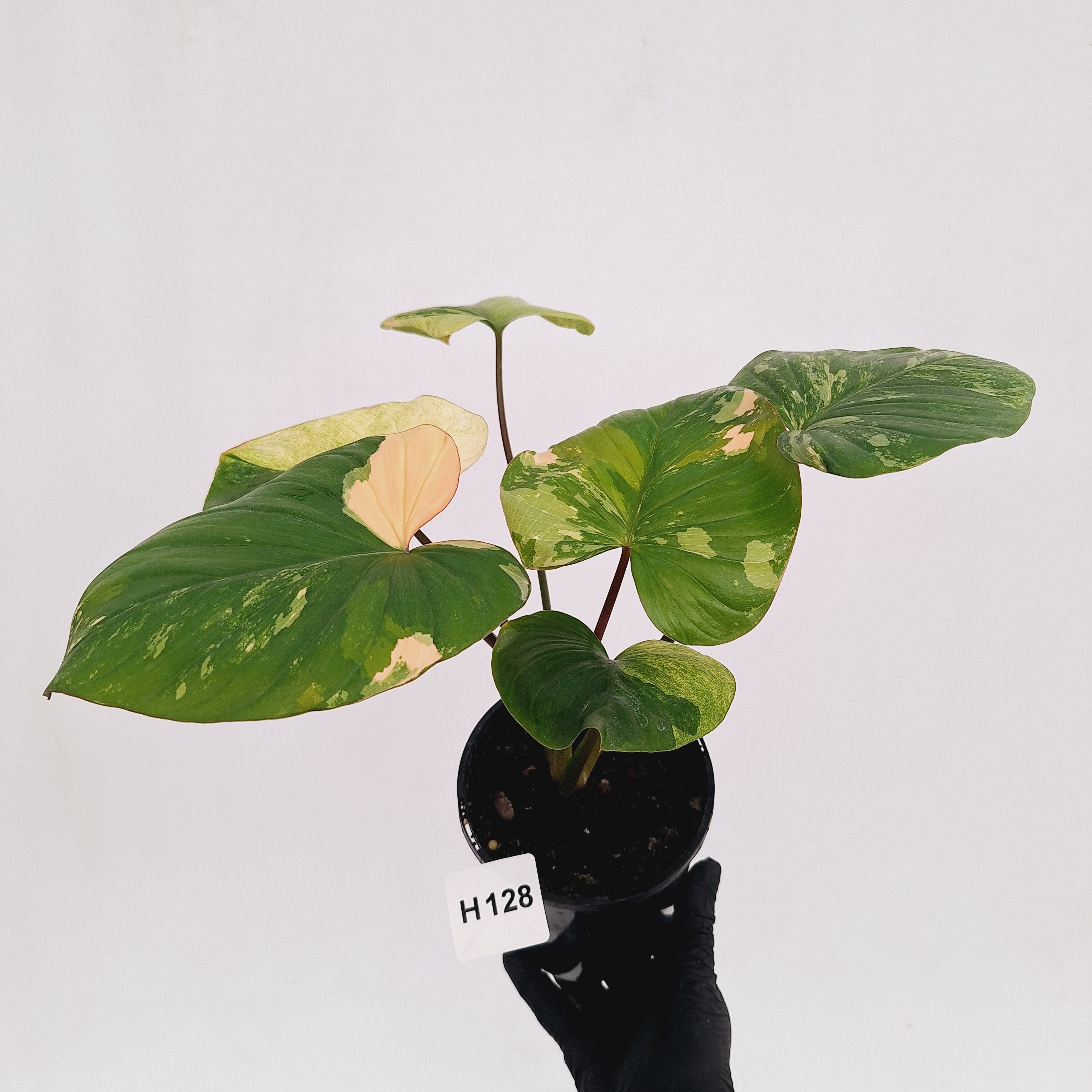 Homalomena rubescens Variegata -