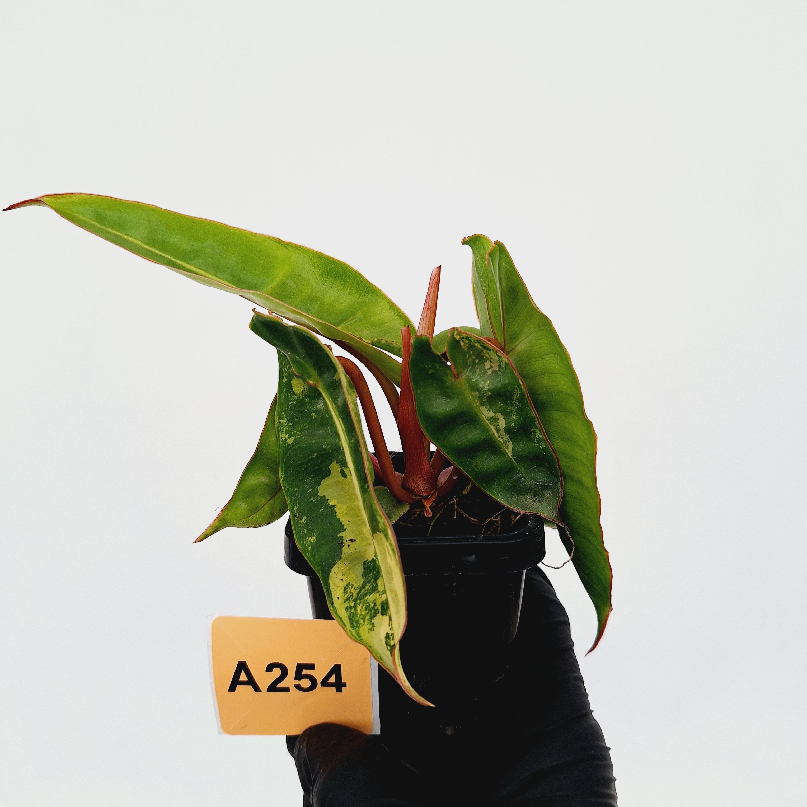 Philodendron billietiae Variegata