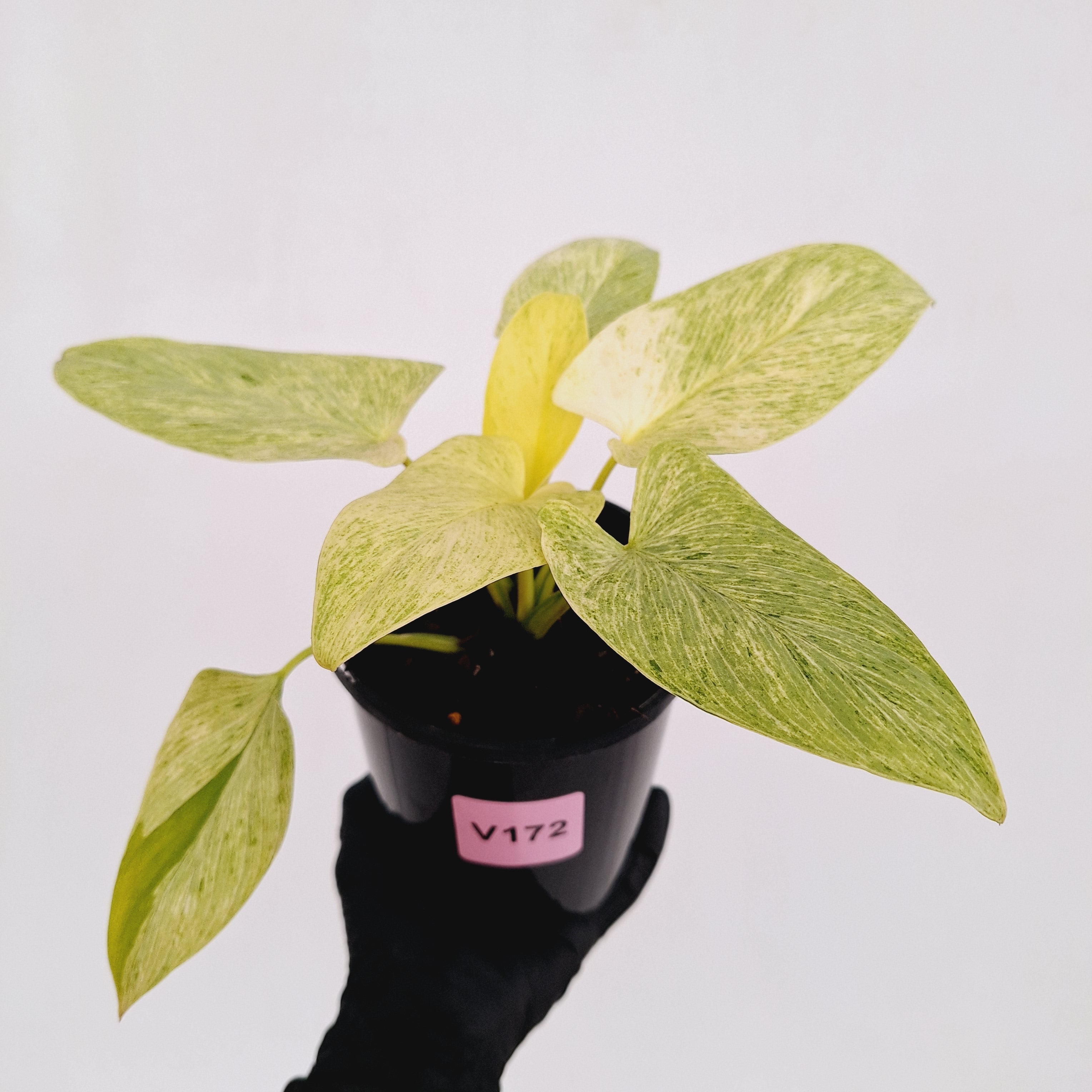Homalomena sulcata ‘Cream Frost’ - SALE