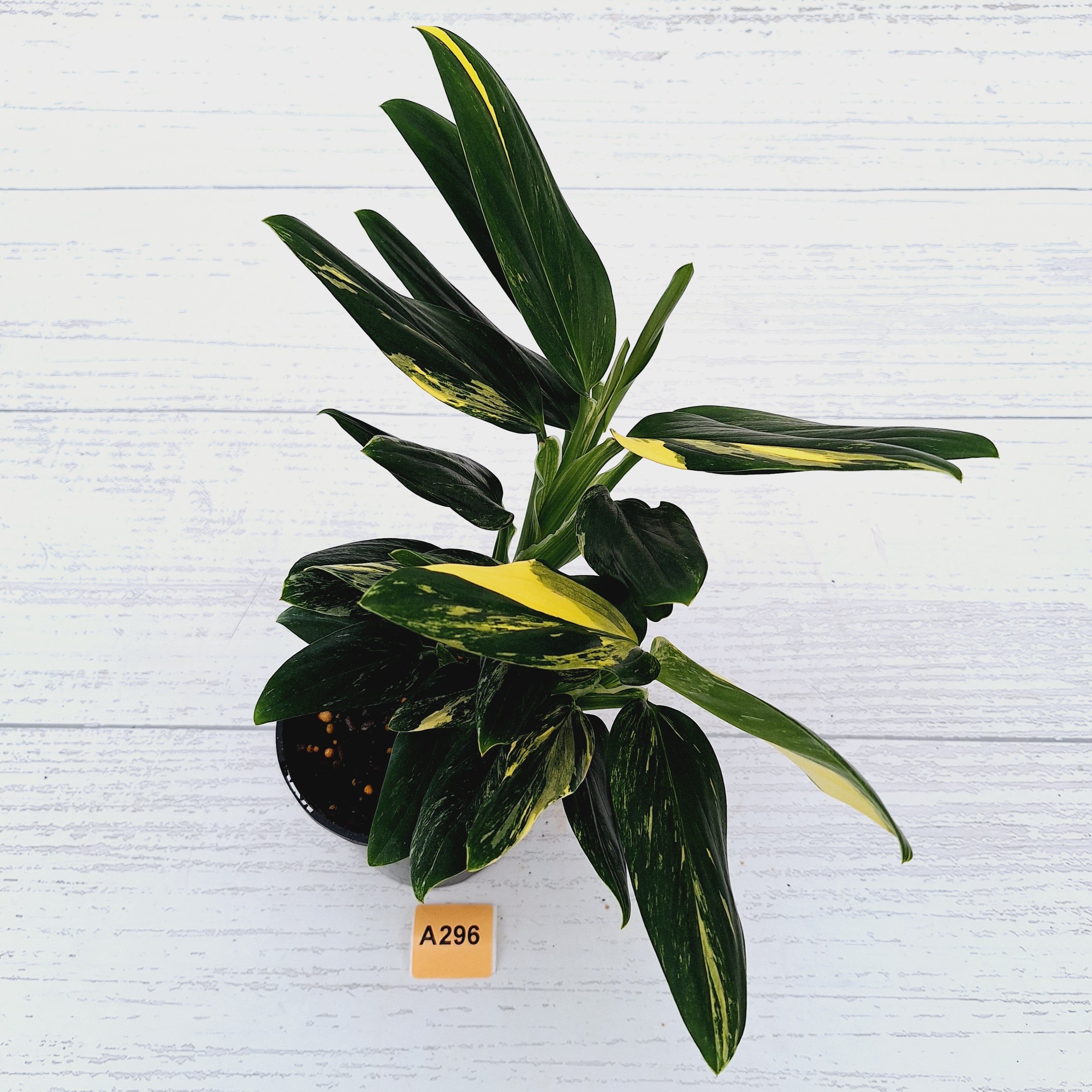 Monstera standleyana &#39;Cobra&#39;