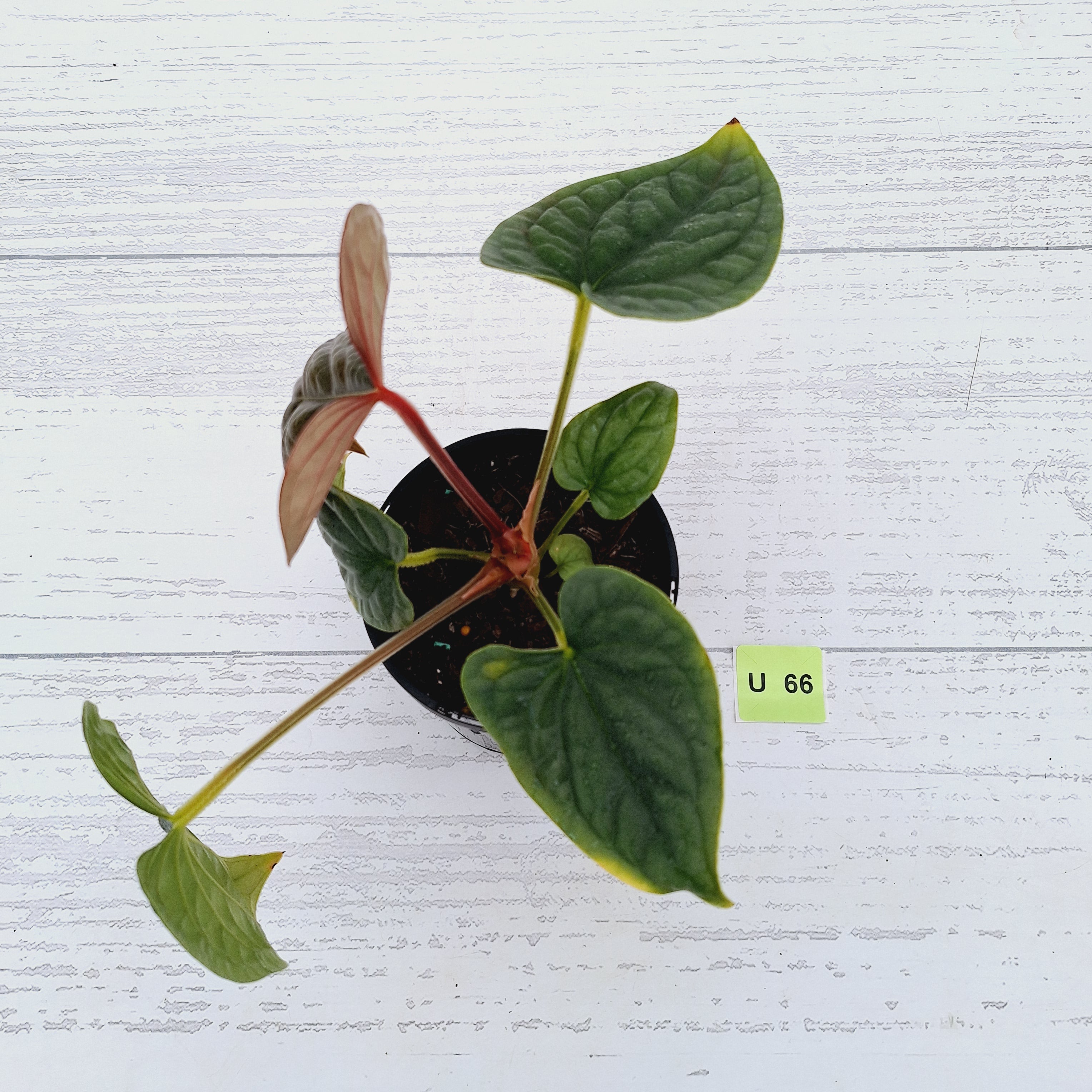 Anthurium Luxurians