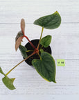 Anthurium Luxurians
