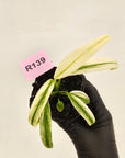 Epipremnum amplissimum variegata 'Albo'