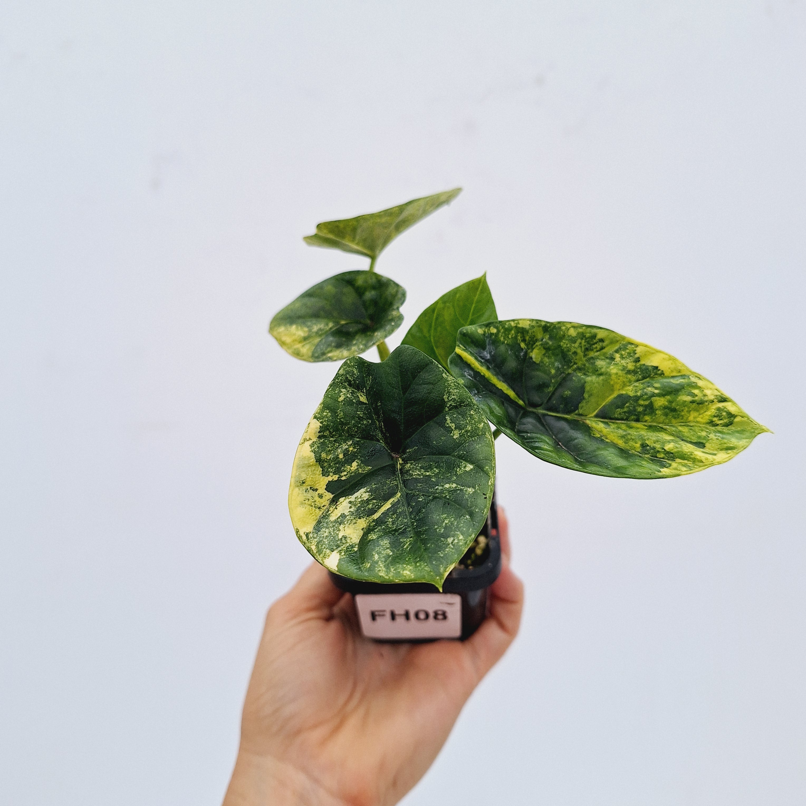 Alocasia sinuata &#39;Quilted Dream&#39; Variegata