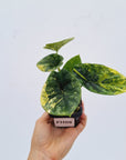 Alocasia sinuata 'Quilted Dream' Variegata