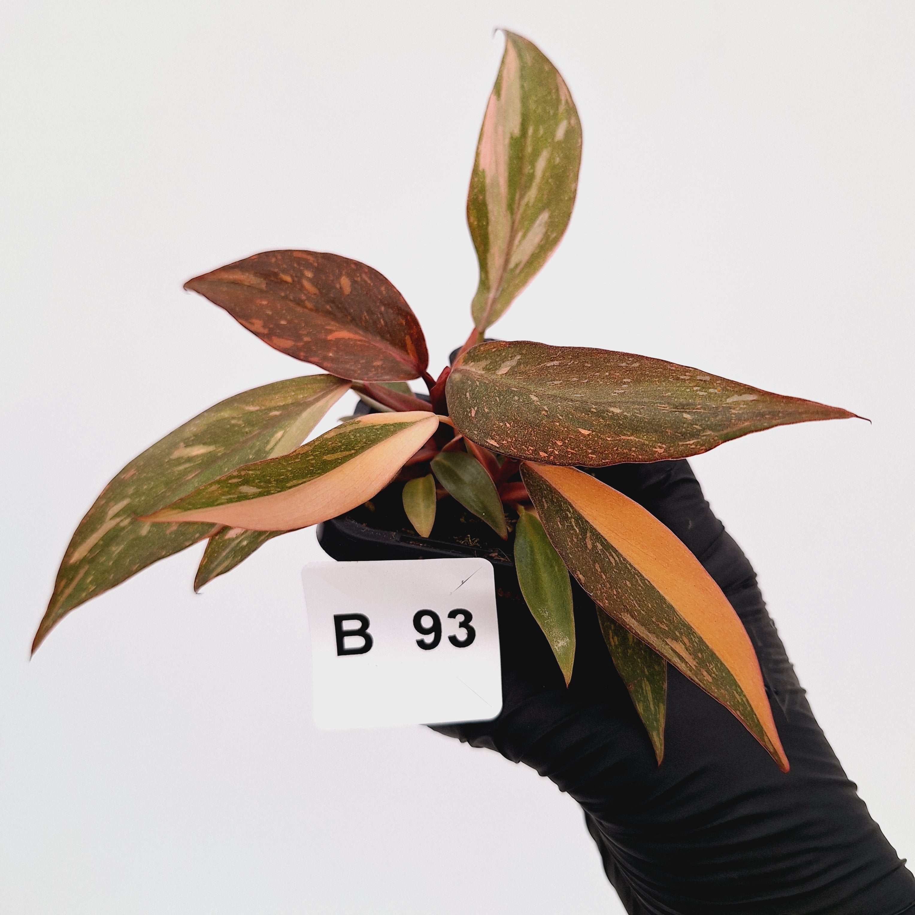 Philodendron 'Orange Princess'