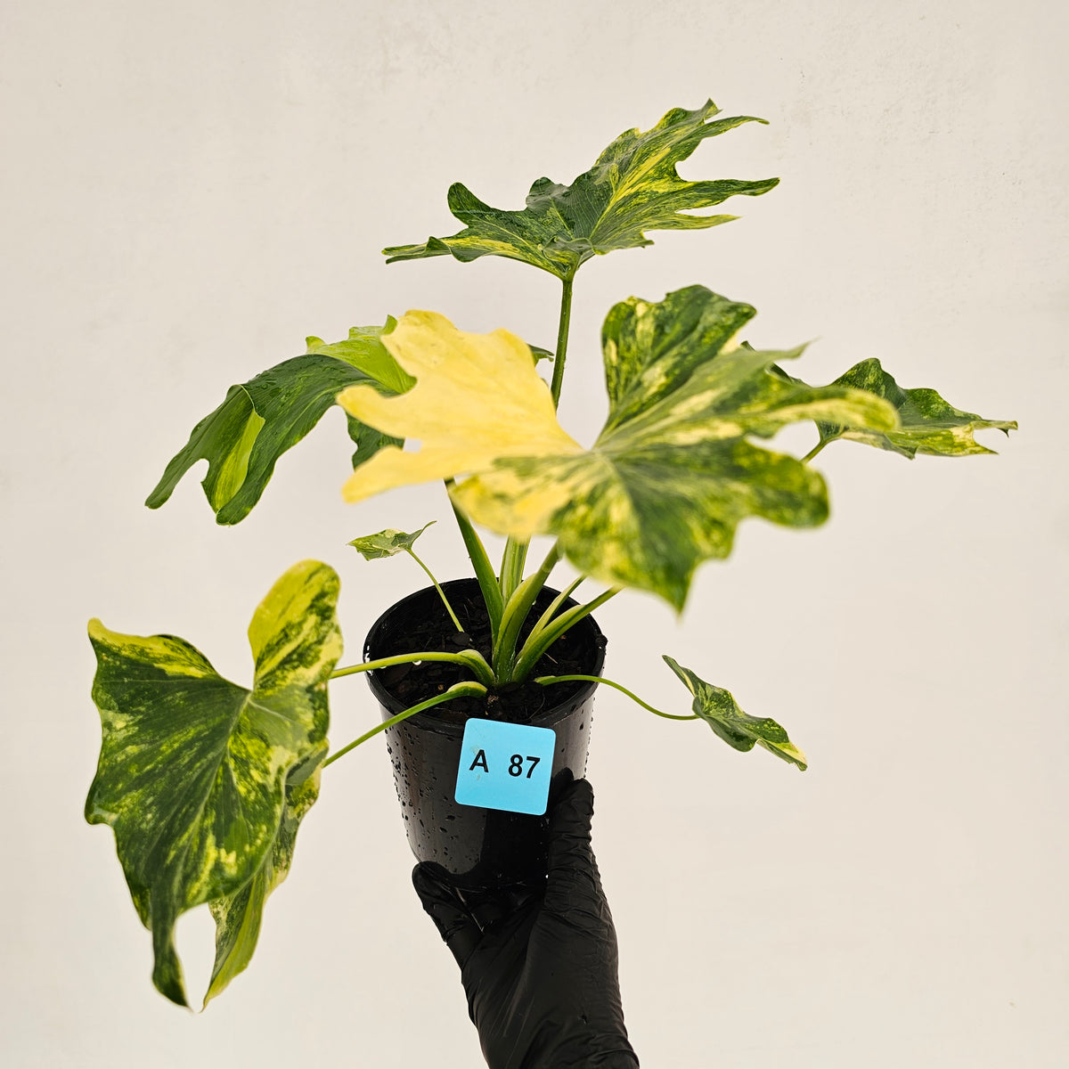 Philodendron bipinnatifidum variegata - SALE