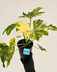 Philodendron bipinnatifidum variegata - SALE