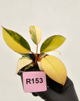 Philodendron 'Rojo Congo Variegated' 70mm