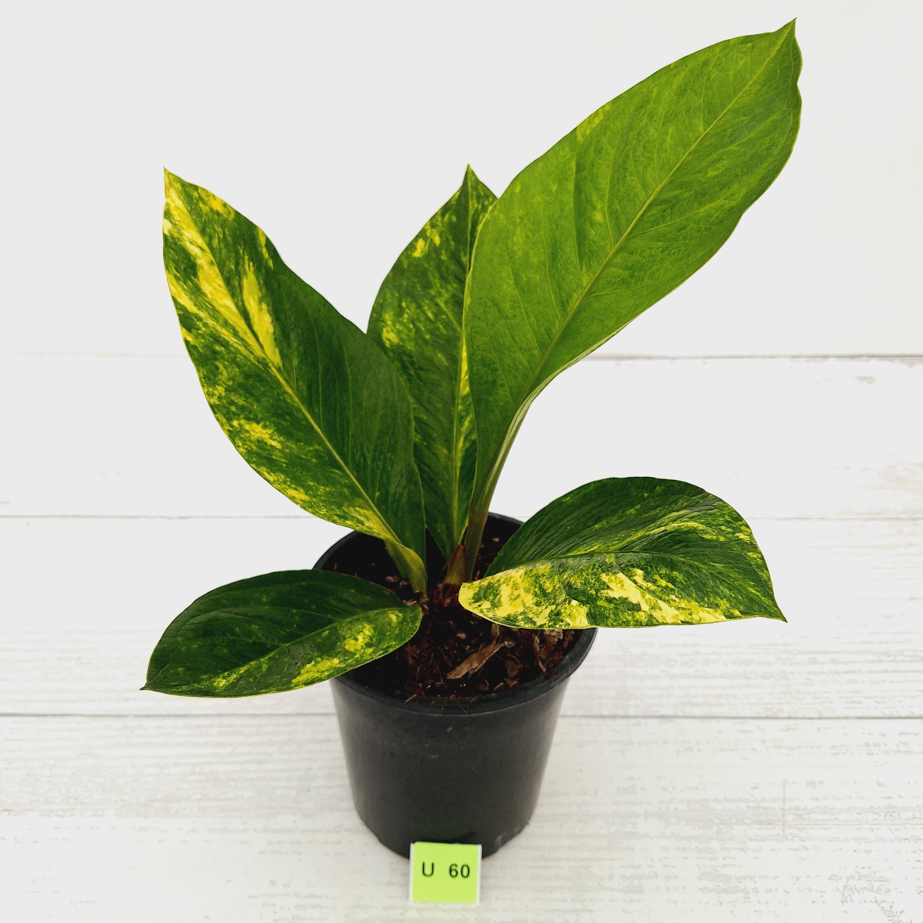 Anthurium jenmanii Variegata
