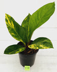 Anthurium jenmanii Variegata