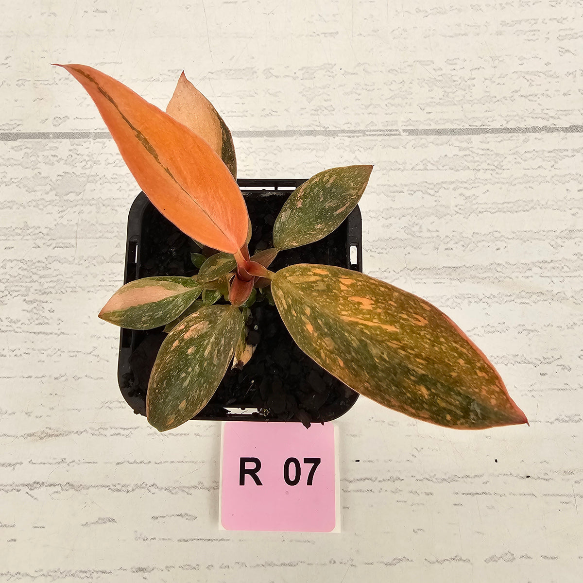 Philodendron 'Orange Princess' 70mm