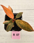Philodendron 'Orange Princess' 70mm
