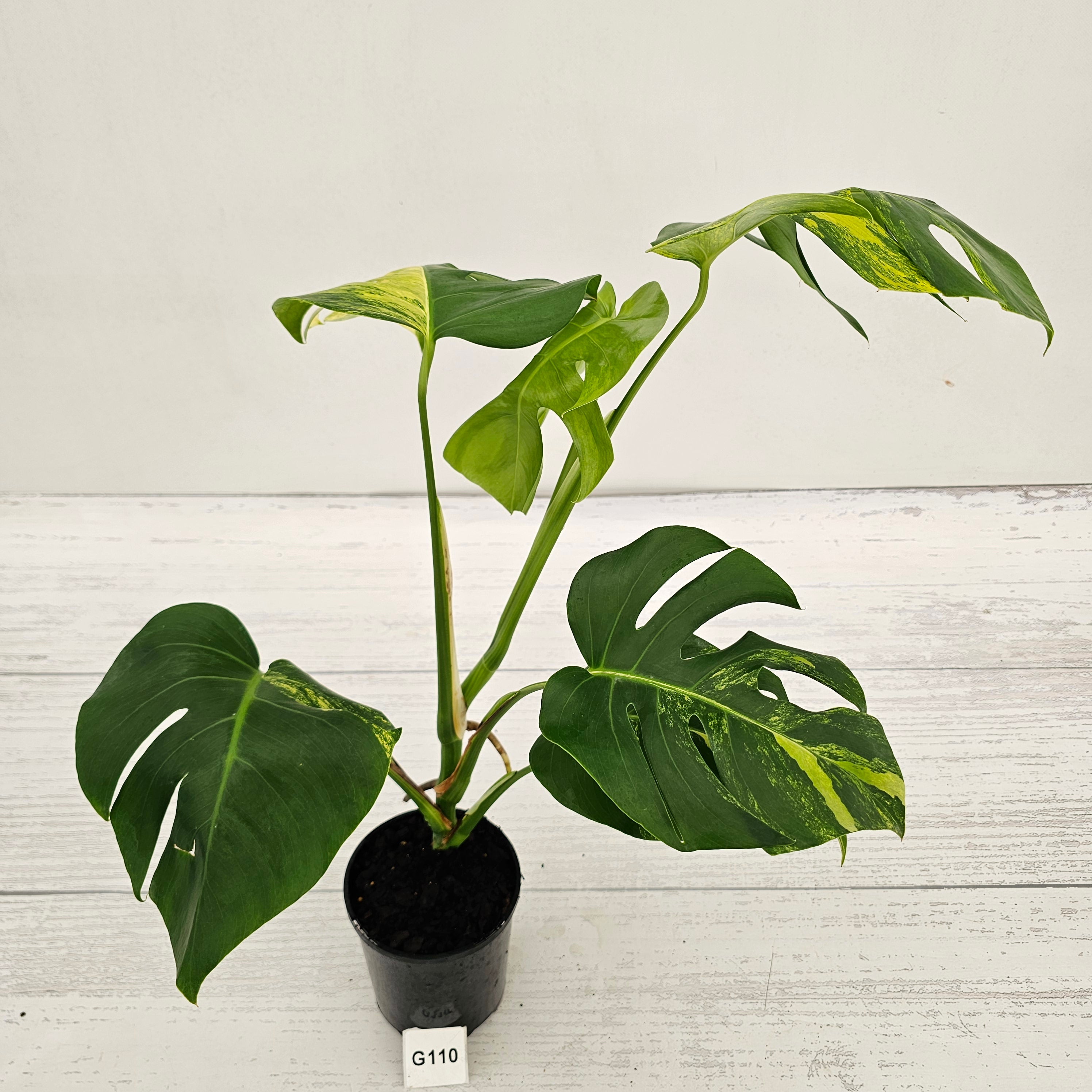 Monstera borsigiana Aurea