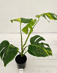 Monstera borsigiana Aurea