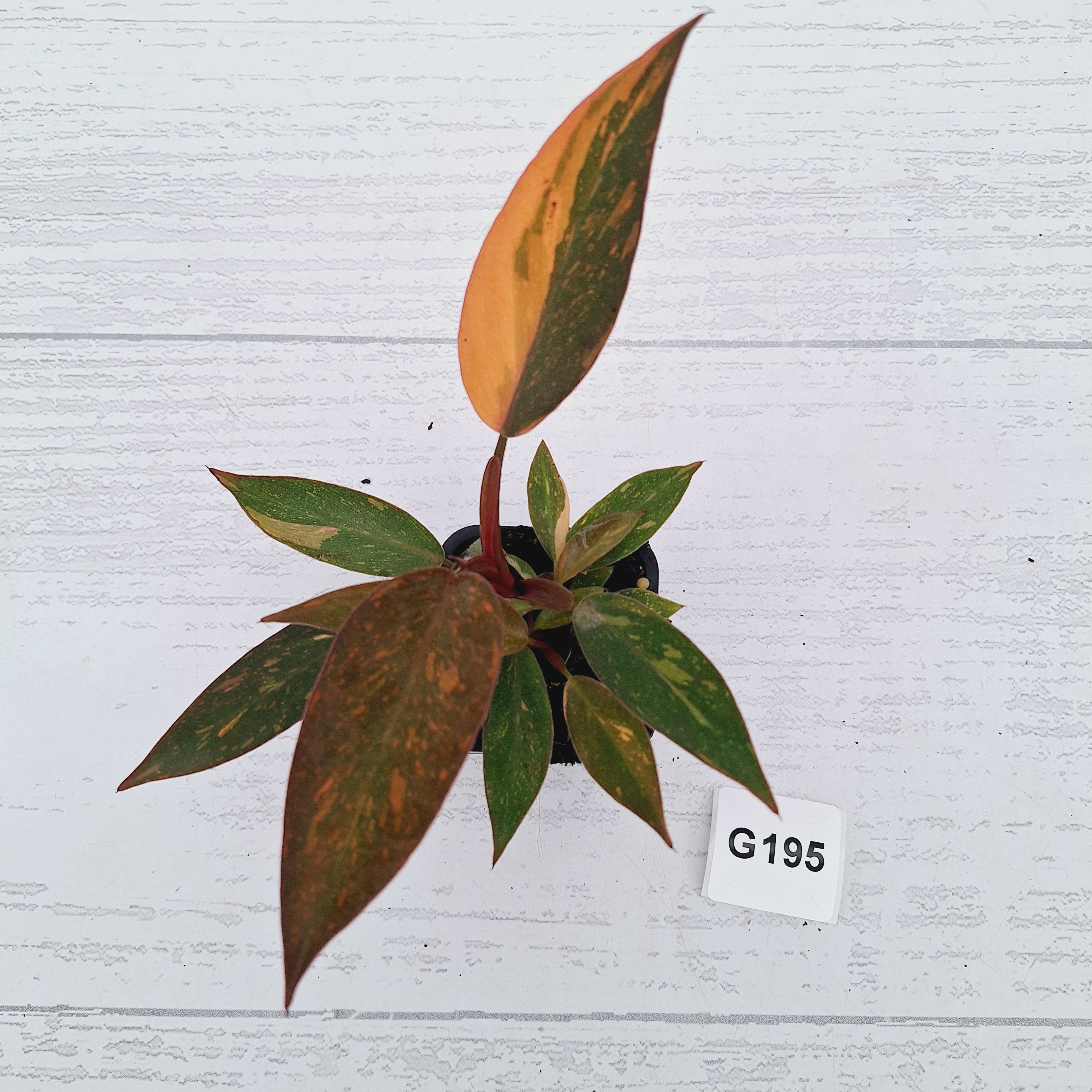 Philodendron 'Orange Princess'