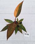 Philodendron 'Orange Princess'