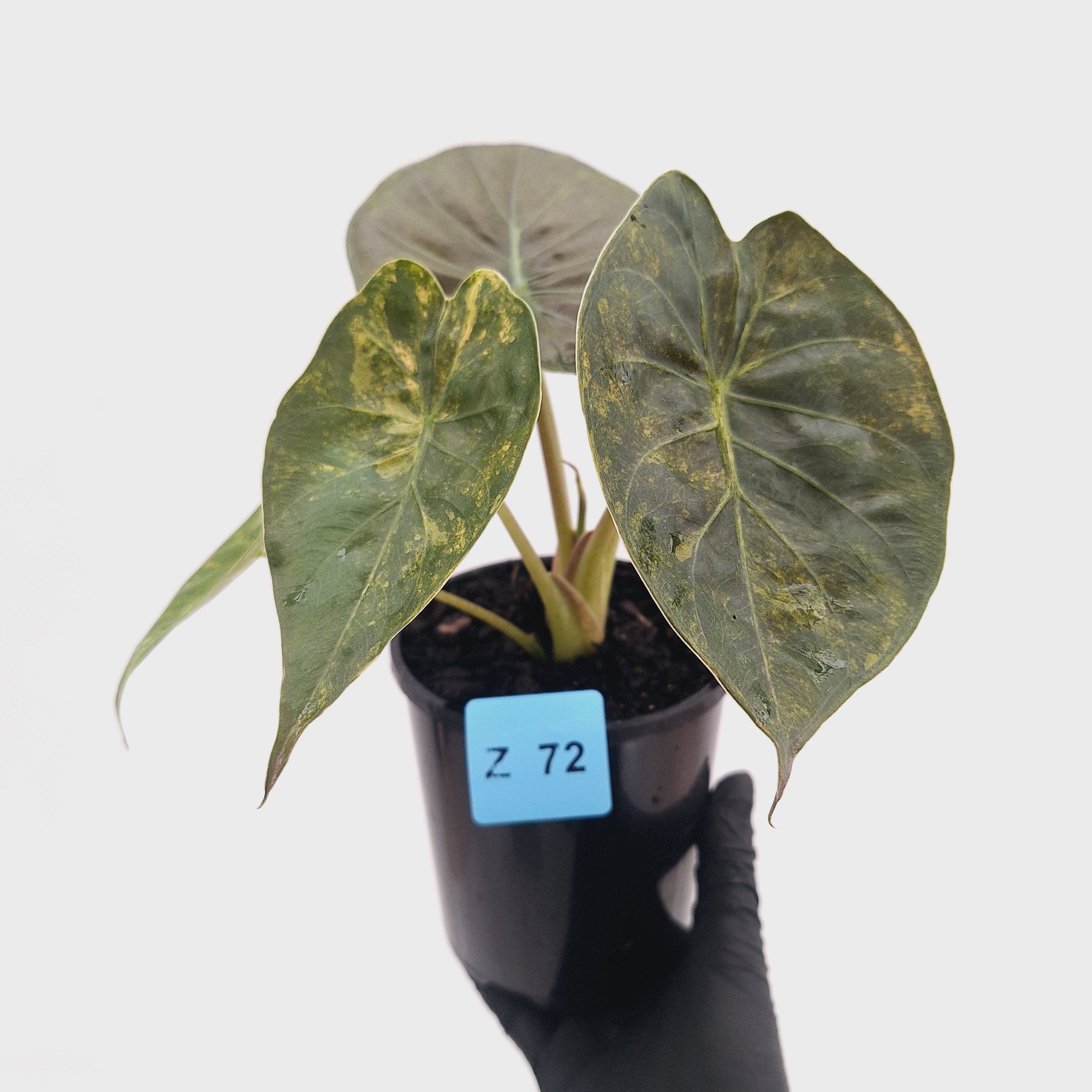 Alocasia ‘wentii’ Variegated - Sale