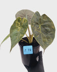 Alocasia ‘wentii’ Variegated - Sale