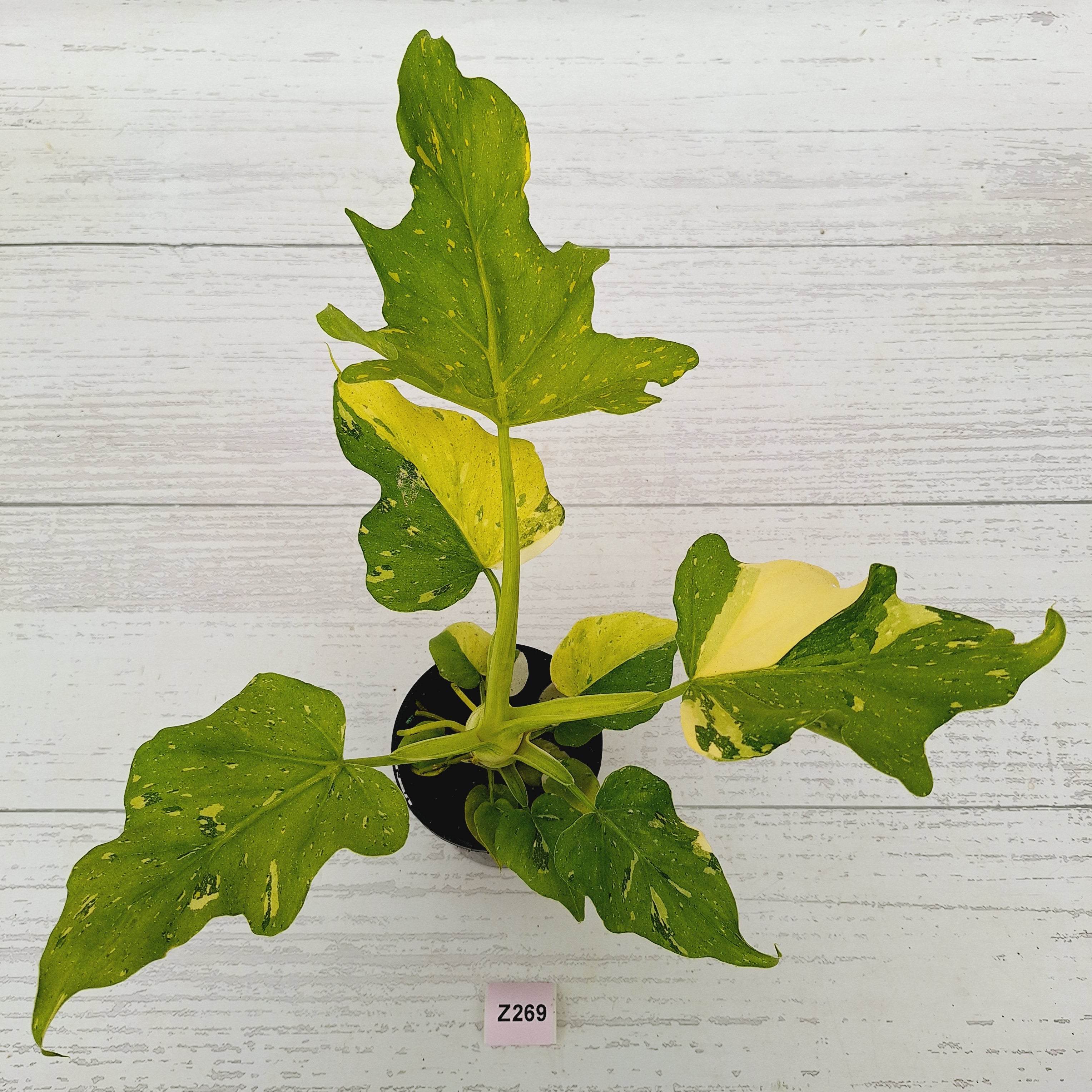 Philodendron warscewiczii Gold Variegata