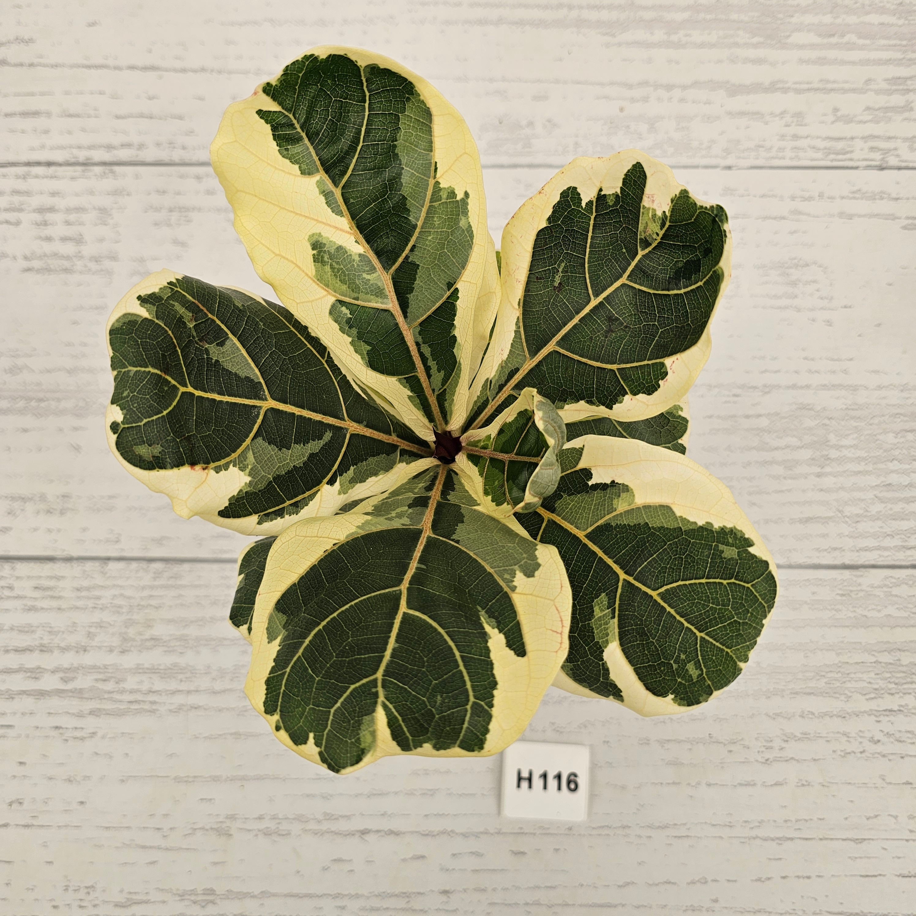 Ficus lyrata Variegata