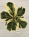 Ficus lyrata Variegata