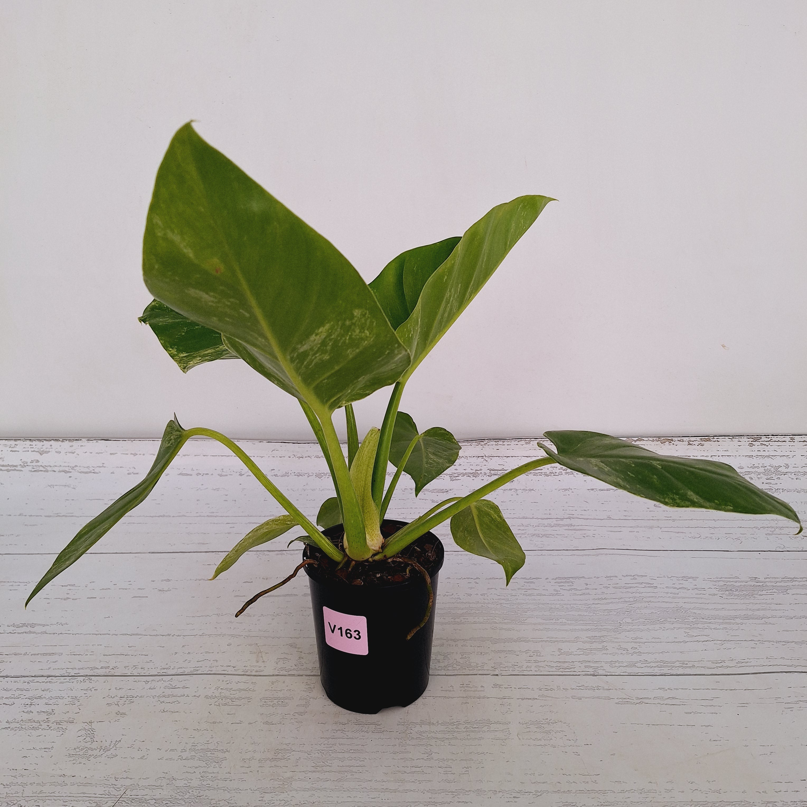 Philodendron giganteum Blizzard - SALE