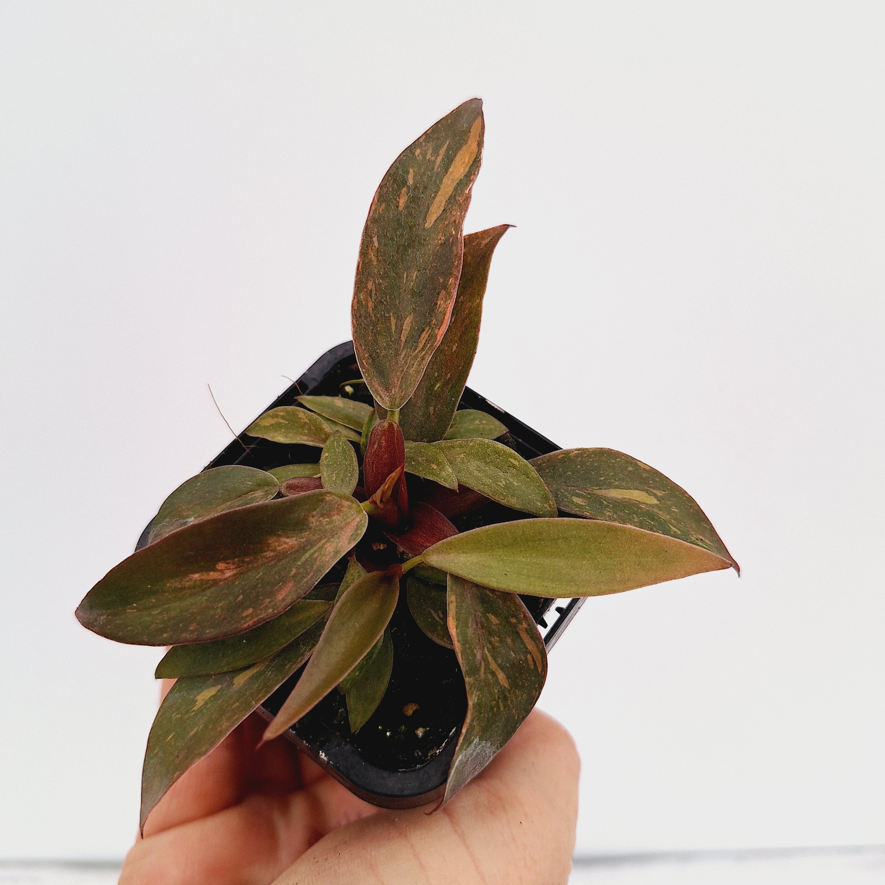 Philodendron &#39;Orange Princess&#39;