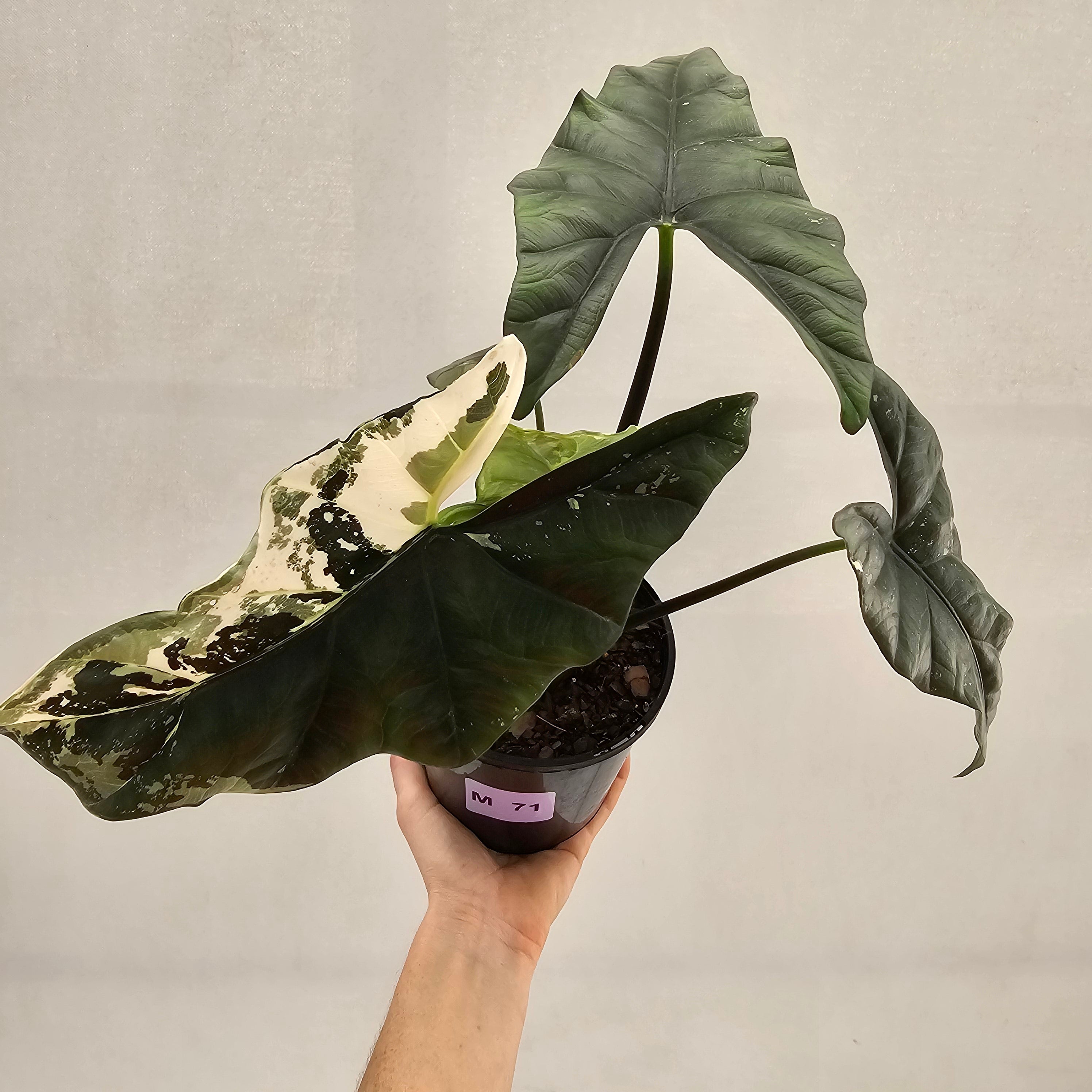 Alocasia ‘Simpo Albo’ Variegata - SALE