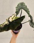 Alocasia ‘Simpo Albo’ Variegata - SALE