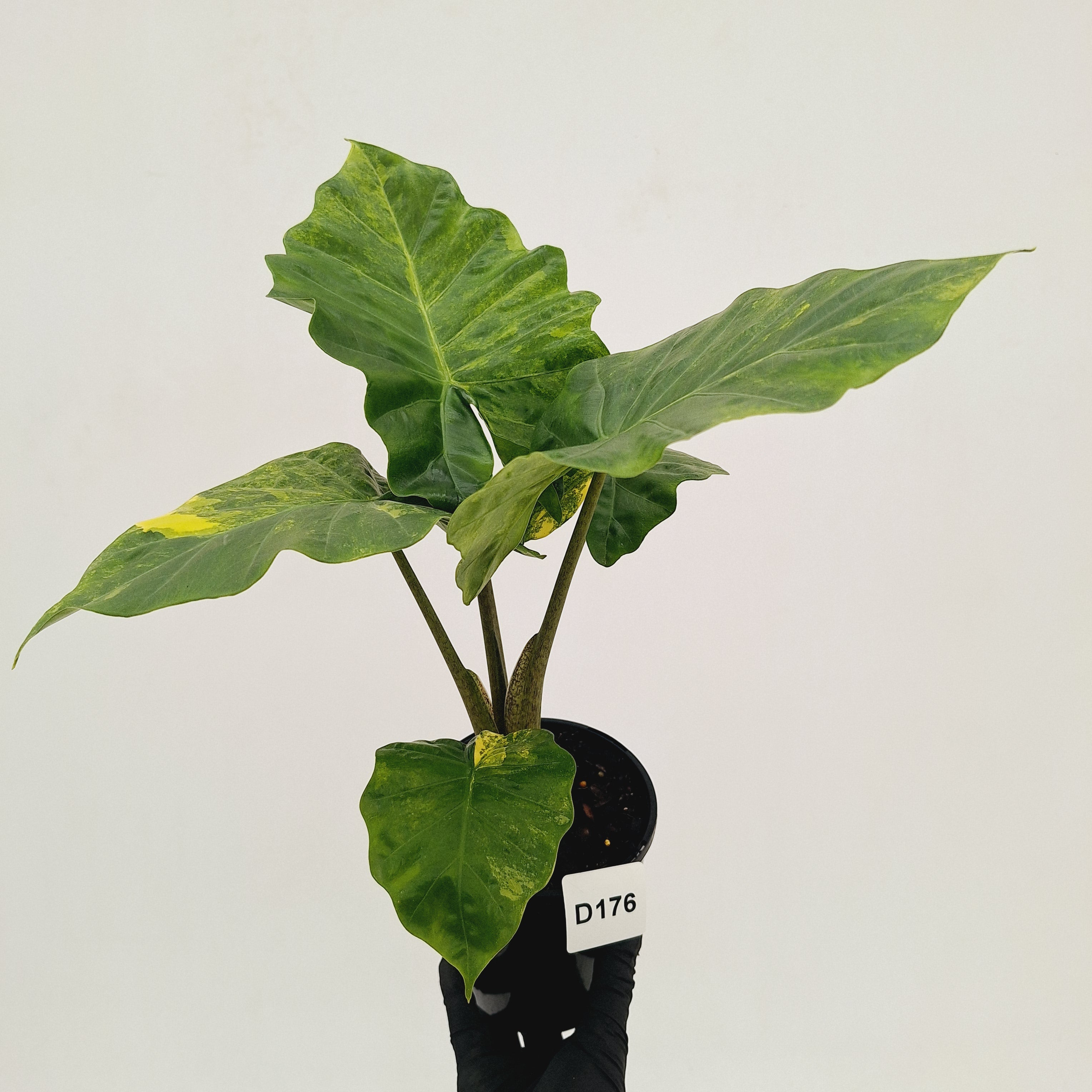 Alocasia Portora Variegata - SALE