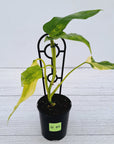Philodendron domesticum variegata
