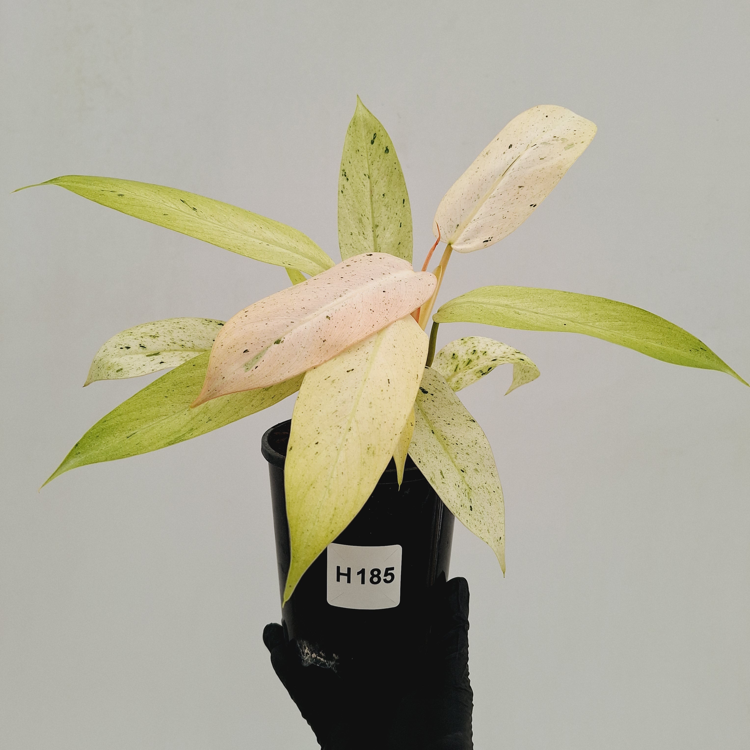 Philodendron  'Whipple Way'