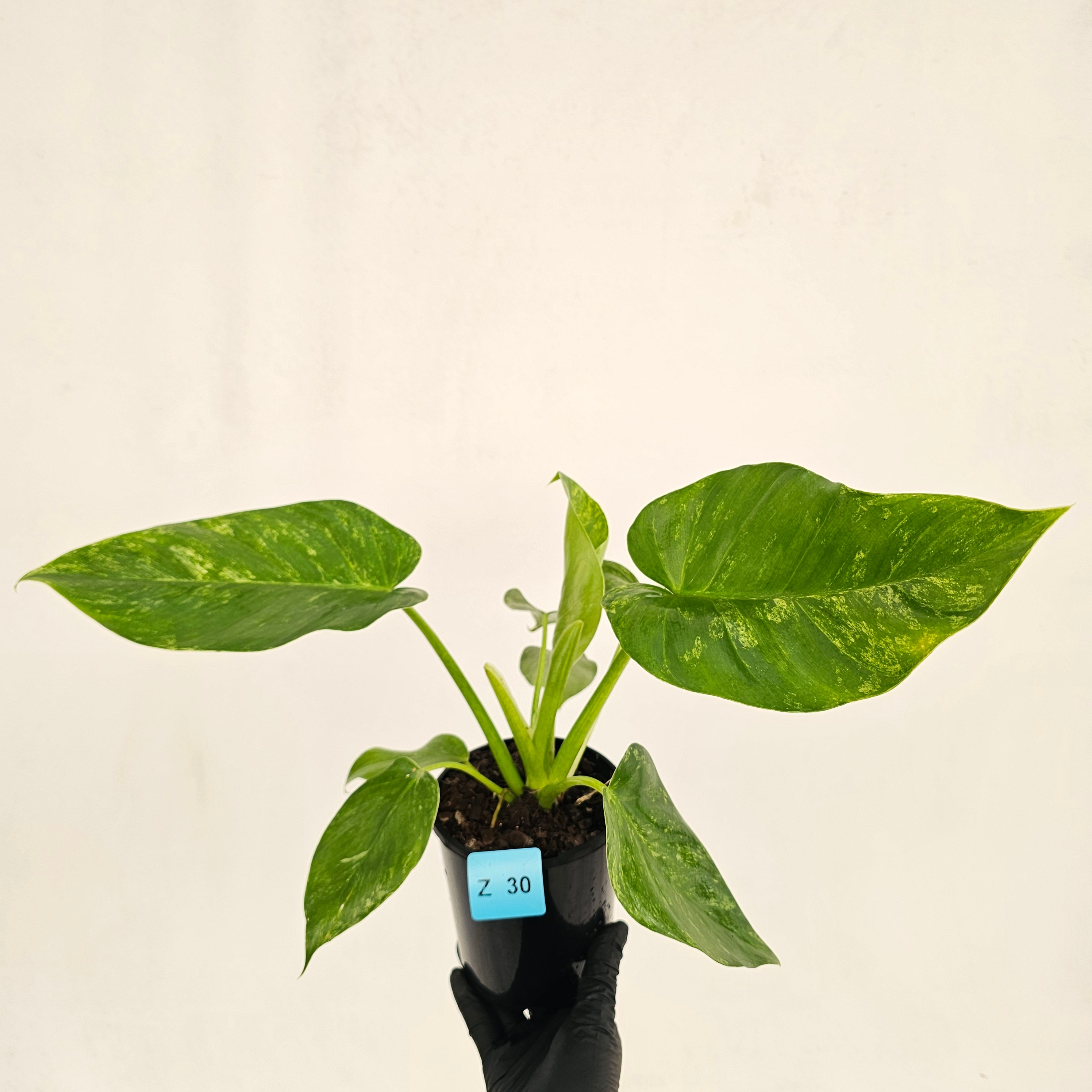 Philodendron giganteum Blizzard - SALE