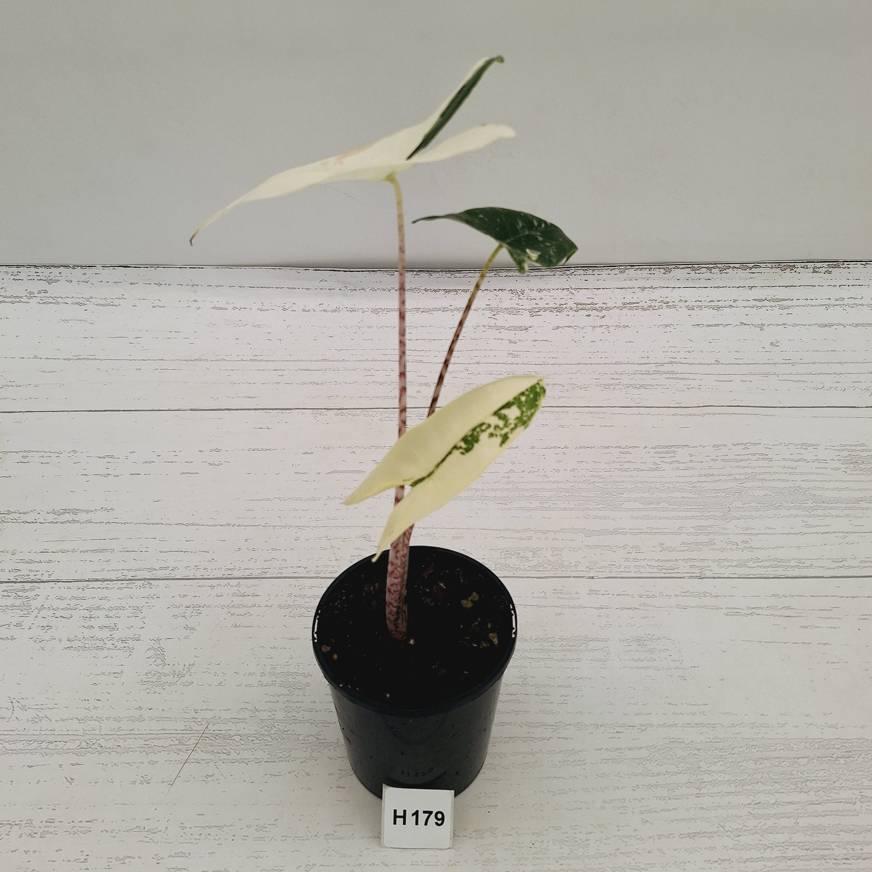 Alocasia zebrina variegata