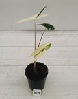 Alocasia zebrina variegata