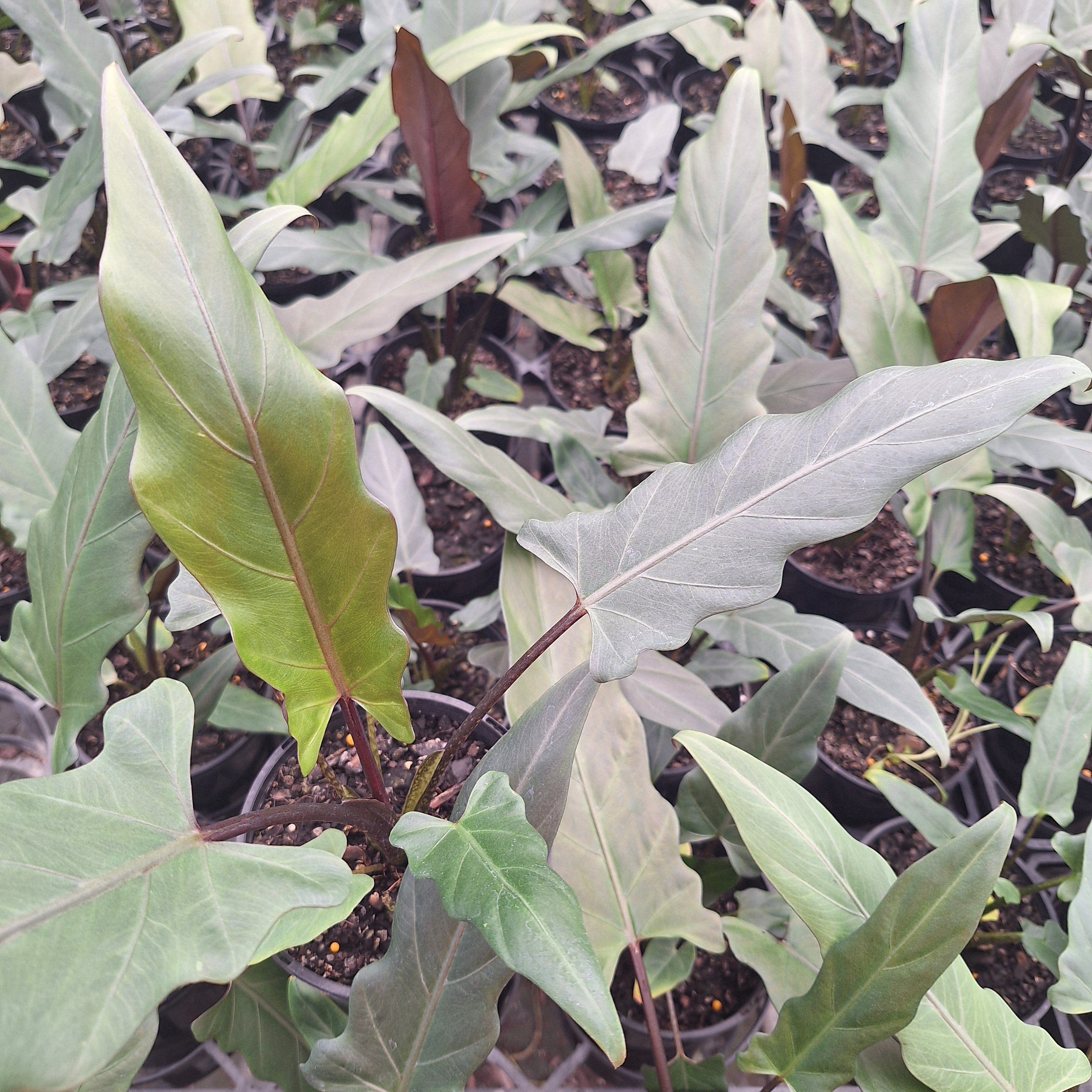 Alocasia lauterbachiana Purple Sword