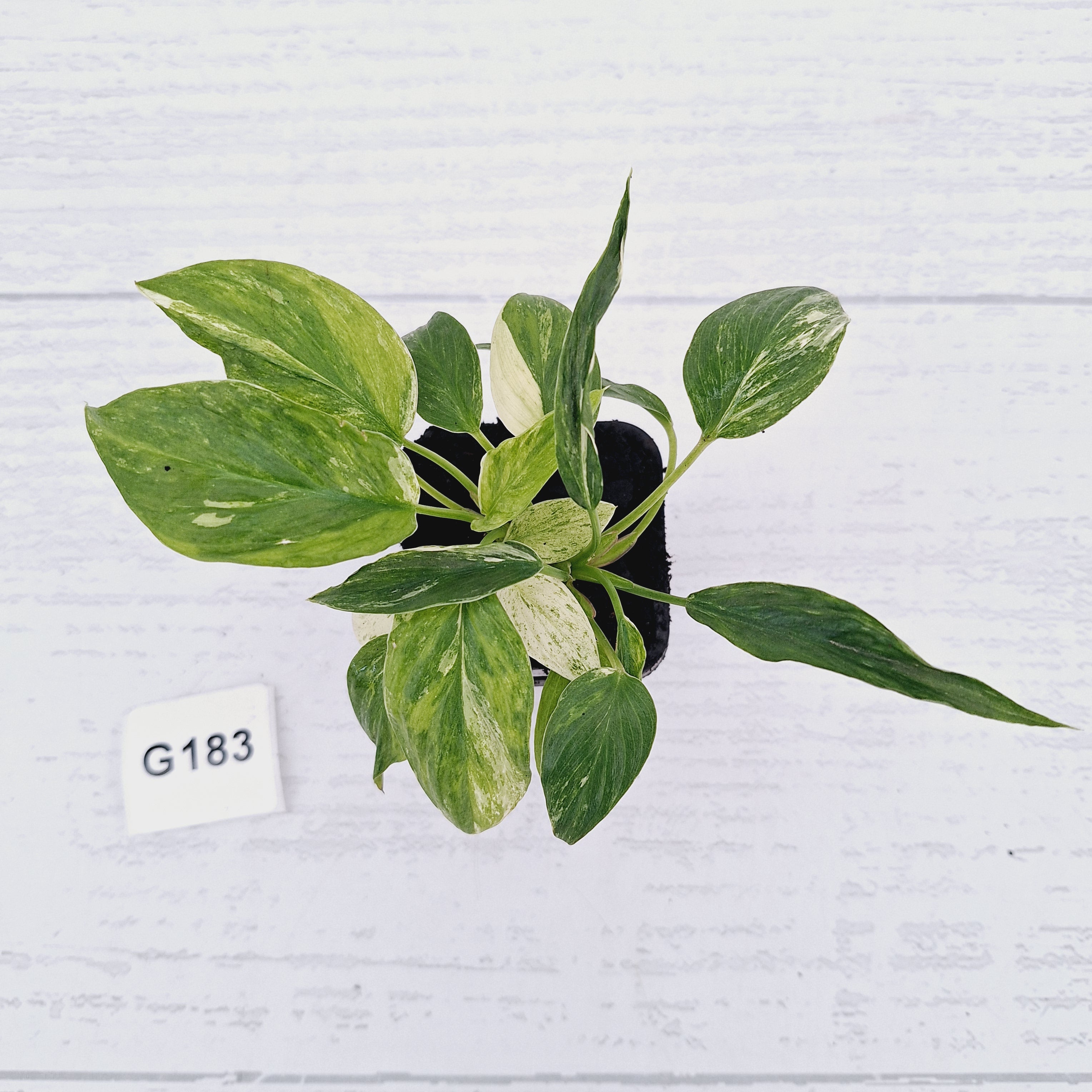 Homalomena rubescens ‘Cheese’