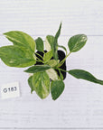 Homalomena rubescens ‘Cheese’