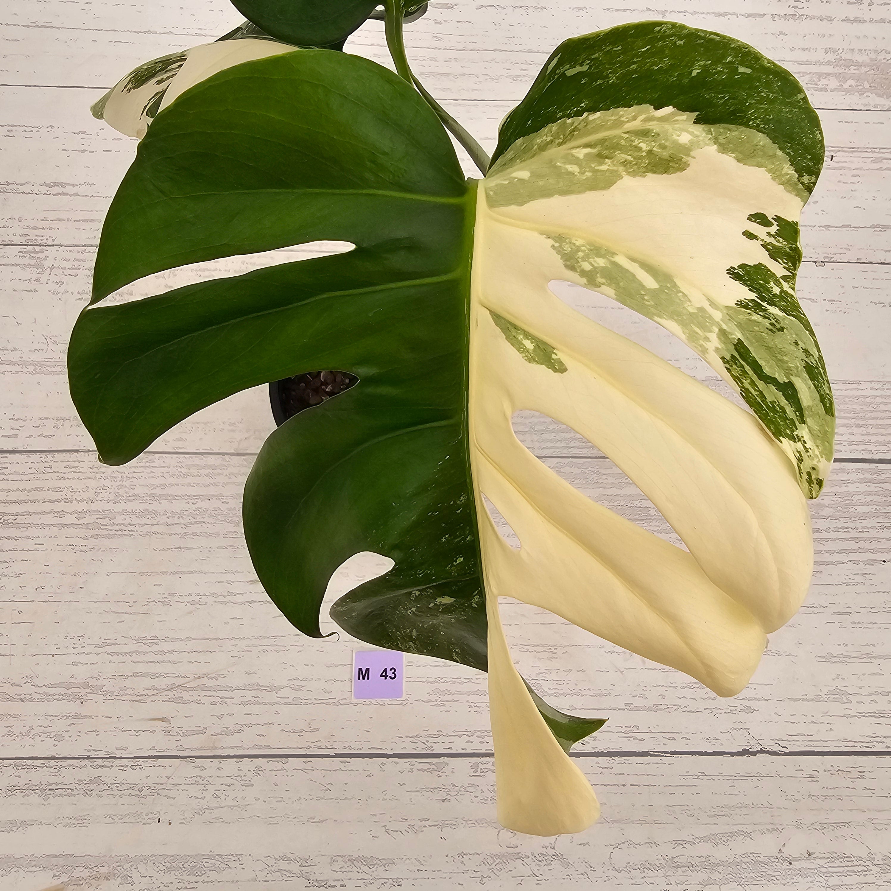 Monstera borsigiana 'Albo'