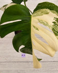 Monstera borsigiana 'Albo'