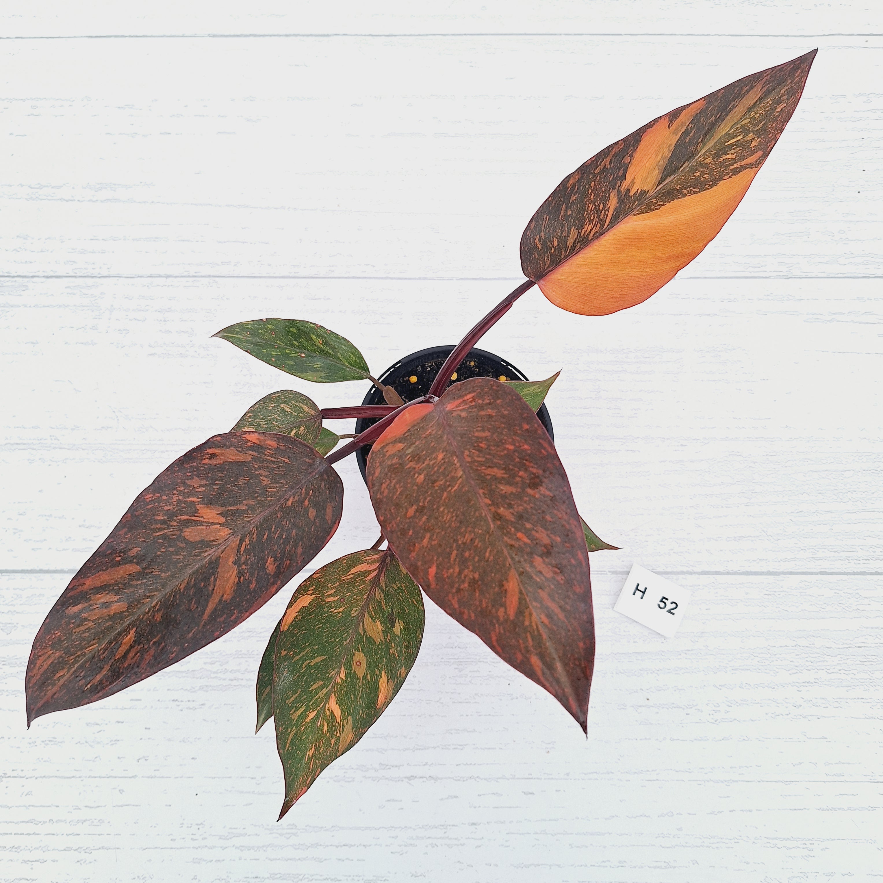 Philodendron 'Orange Princess' - FLASH SALE