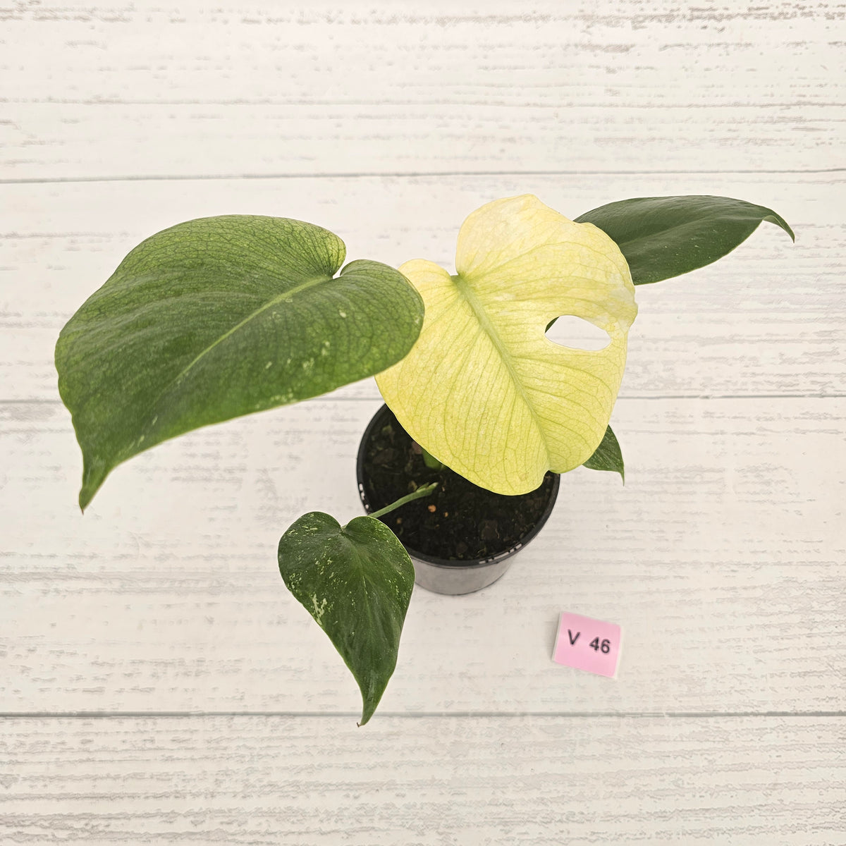 Monstera Deliciosa 'Mint' - SALE