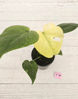 Monstera Deliciosa 'Mint' - SALE