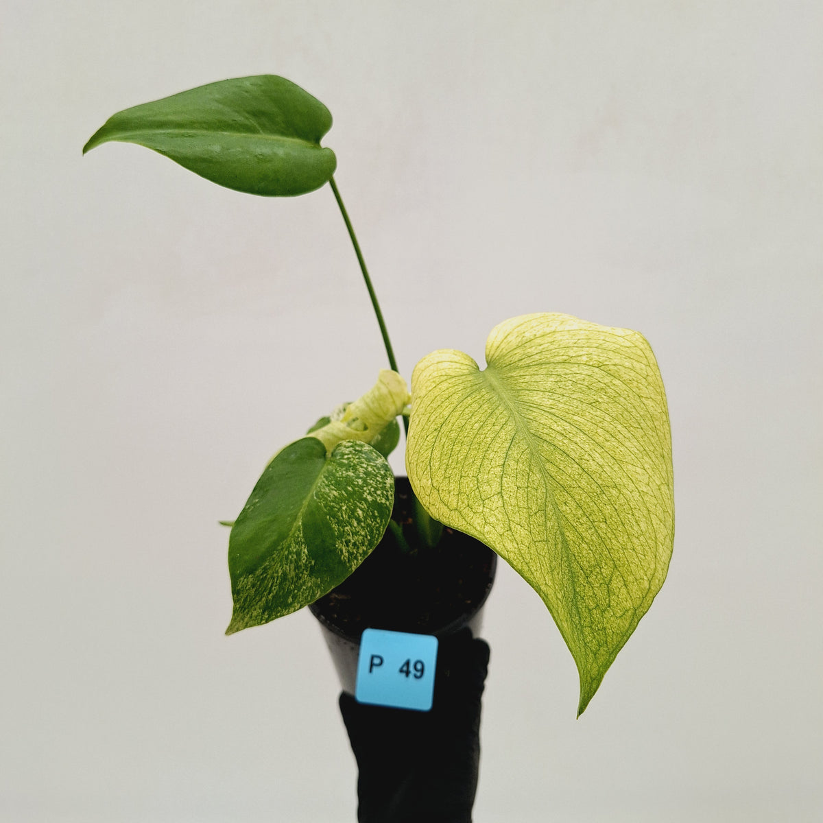 Monstera Deliciosa 'White Monster'